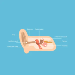 A detailed illustration of the ear, showcasing its various parts, including a focus on ear wax accumulation.